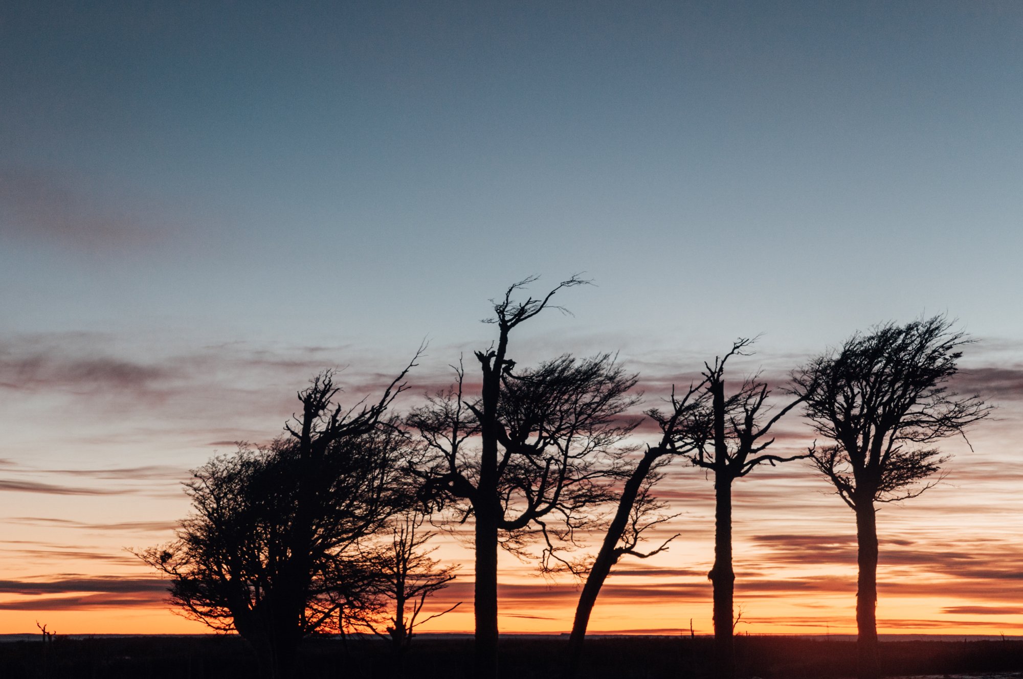 Atardecer patagonico con siluetas de arboles